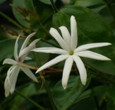 Angel Wing Jasmine, Shining Jasmine, Star Jasmine, Jasminum nitidum, J. magnificum, J. ilicifolium, J. laurifolium nitidum